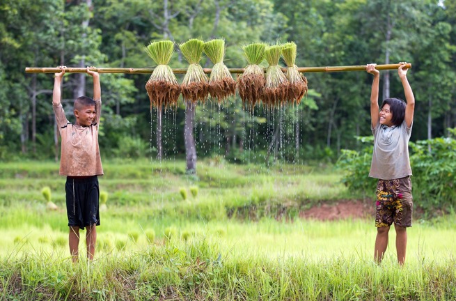 vietnam - sapa_rismark_rismark boern_01