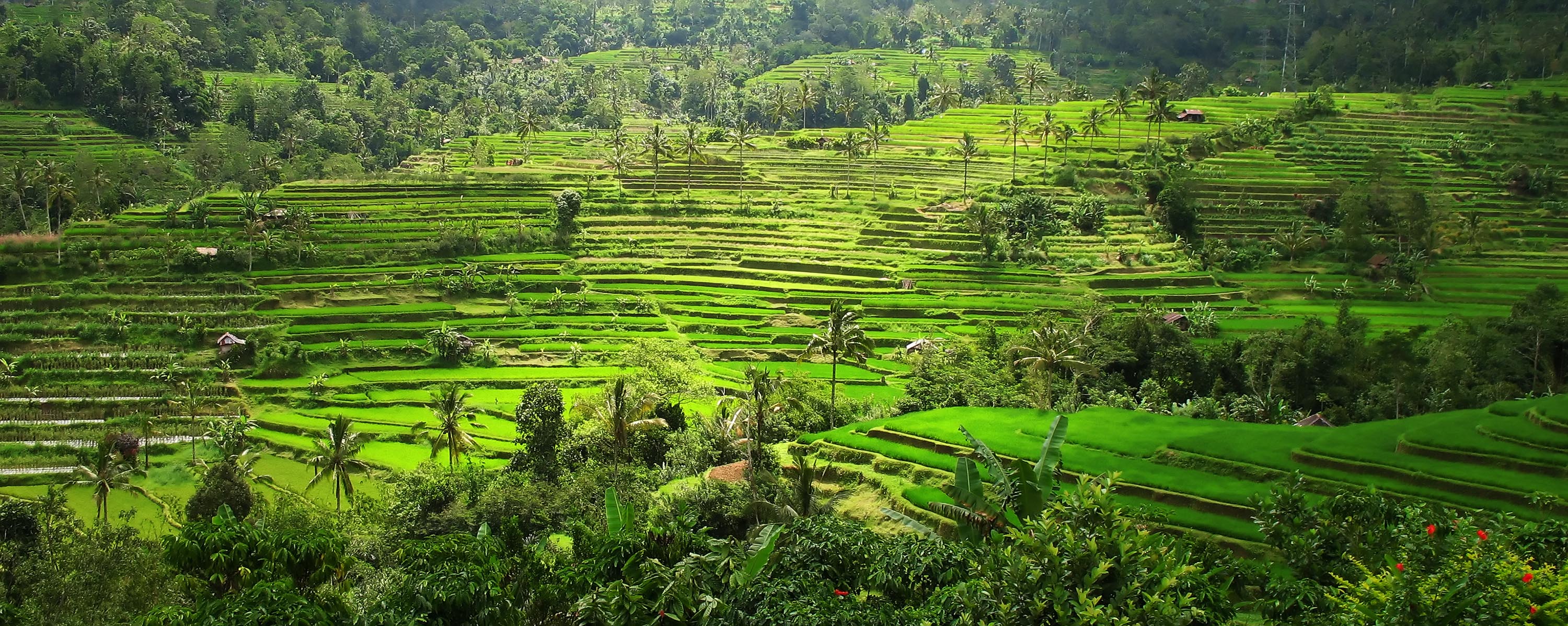 bali - ubud_rismark_10