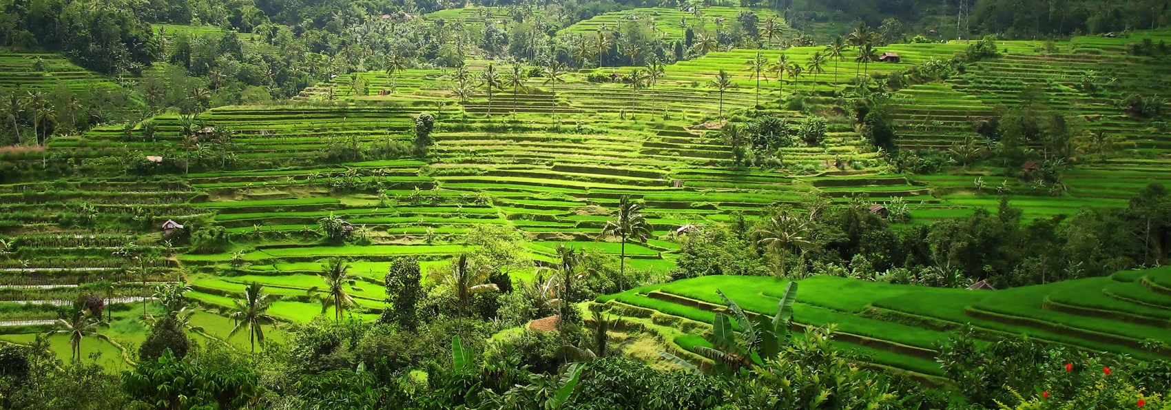 bali - ubud_rismark_10