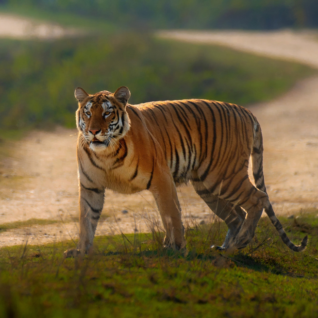 Indien Kaziranga National Park Tiger