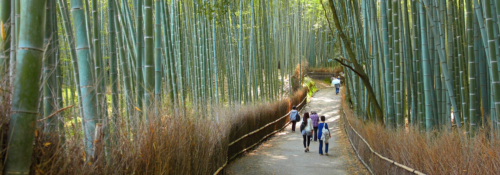 japan - kyoto_arashiyama_bambus skov_02