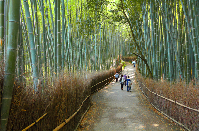 japan - kyoto_arashiyama_bambus skov_02