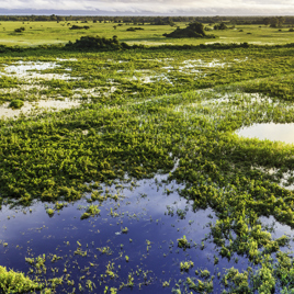 brasilien - pantanal_vaadland_01