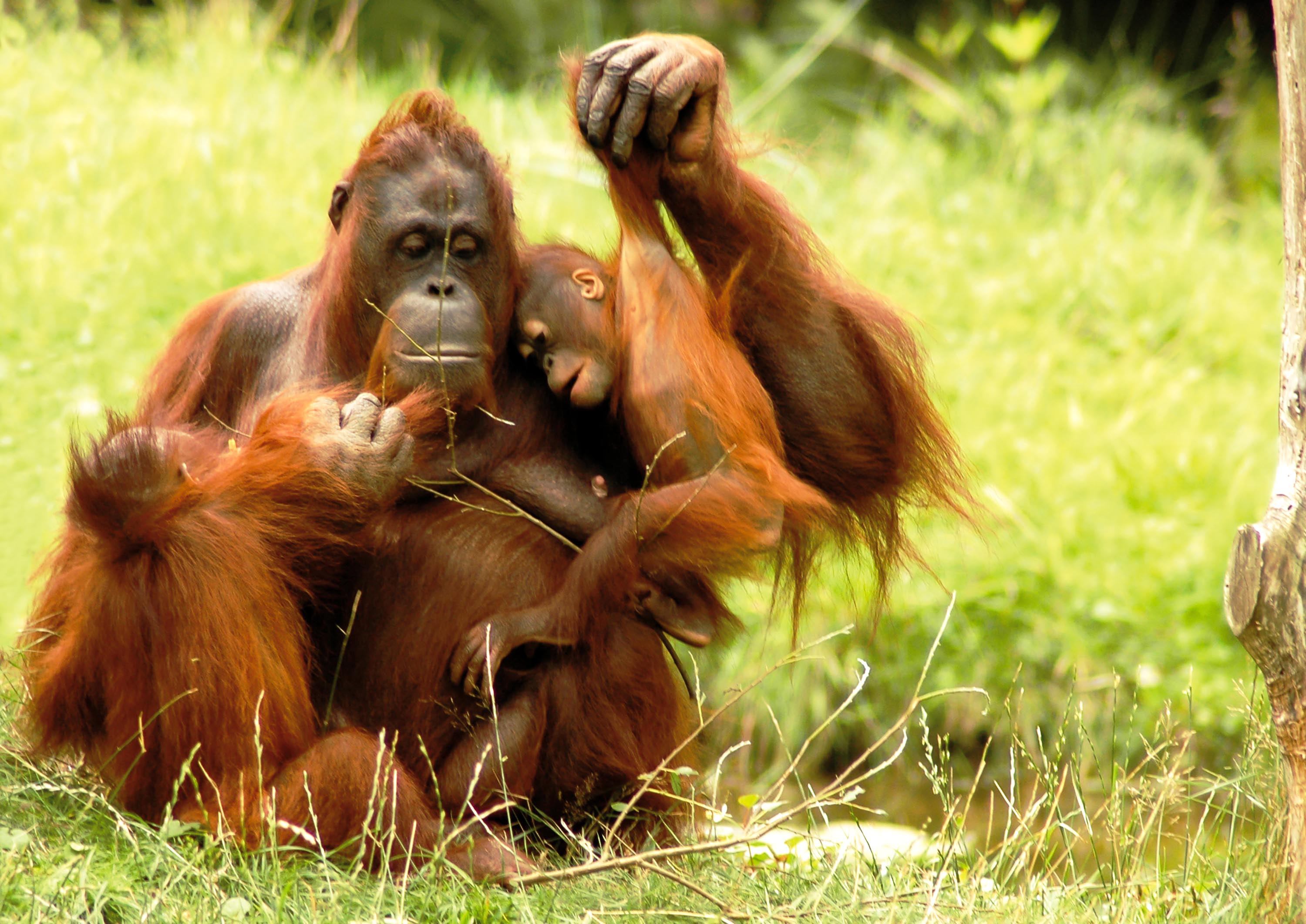 malaysia/borneo - borneo_orangutang_mor_baby_01