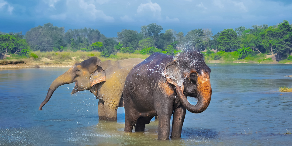 nepal - nepal_chitwan nationalpark_02