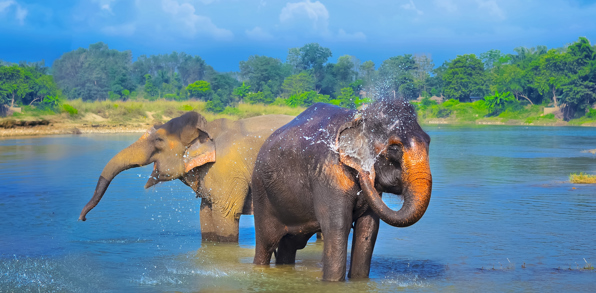 Besøg på Elephant Breeding Center, hvor man avler og træner elefanter.