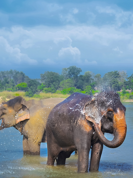 nepal - nepal_chitwan nationalpark_02