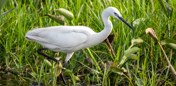 Uganda Mabamba Swamp Little Egret
