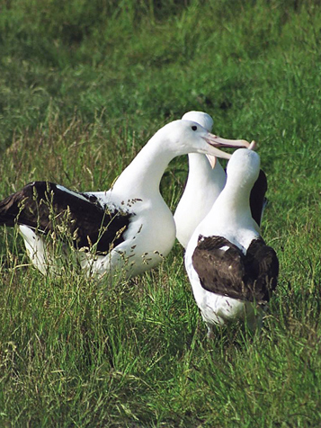 Omkring Dunedin besøger vi Royal Albatross Centre