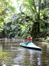 Ung kvinde padler i blå kajak gennem grøn jungle i Tortuguero i Costa Rica