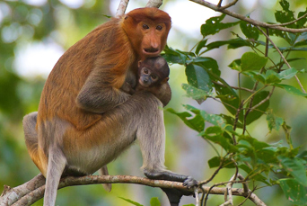 Borneo_Naeseaber soelvlangurer_03
