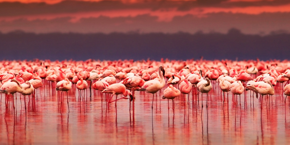 natur_kenya