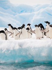 falkland_island_pingvin_03