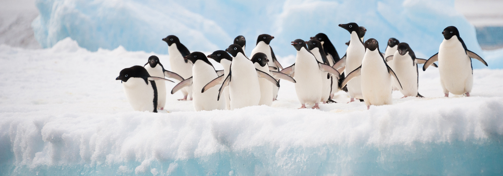 falkland_island_pingvin_03