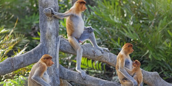malaysia/borneo - borneo_naeseabe_03