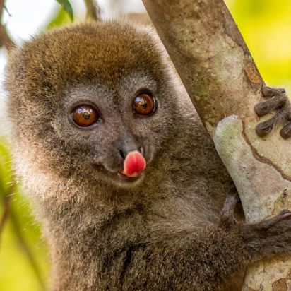 Madagaskar Eastern Lesser Bamboo Lemur Graa Hapa Lemur