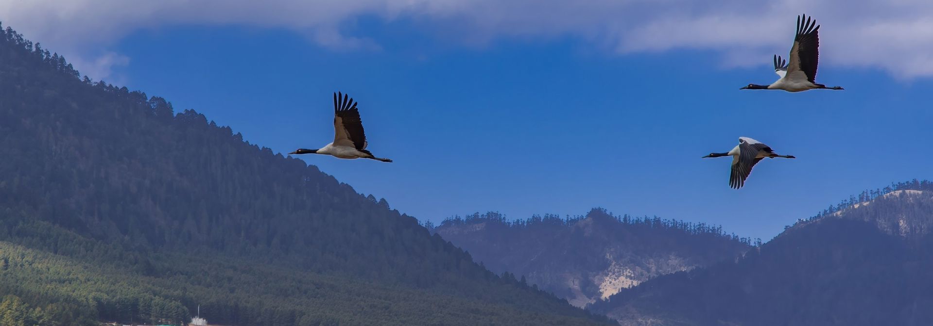 Bhutan Flyvende Traner Black Neck Cranes