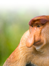 borneo_naeseabe_11_effekt
