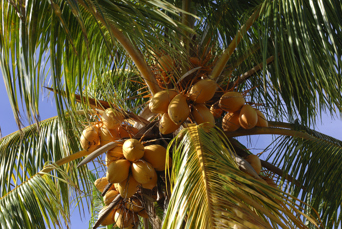 mauritius - mauritius_palme_01