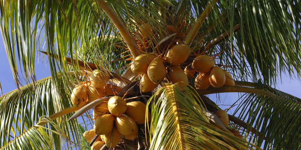 mauritius - mauritius_palme_01