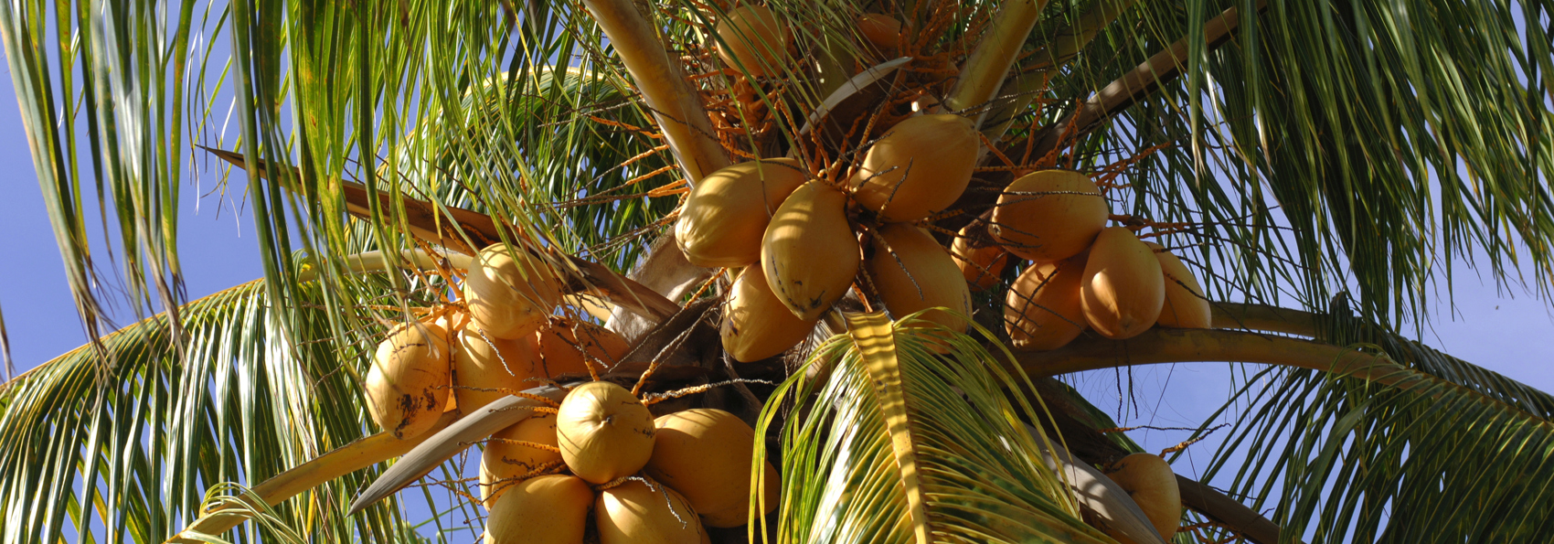 mauritius - mauritius_palme_01