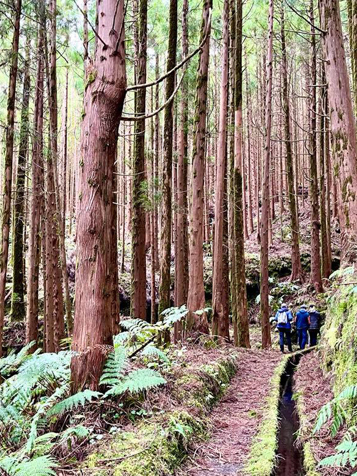 azorerne_faial_levada_02_blog