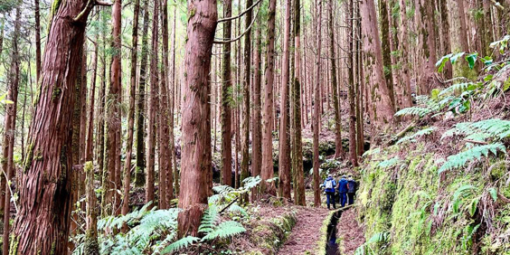 azorerne_faial_levada_02_blog