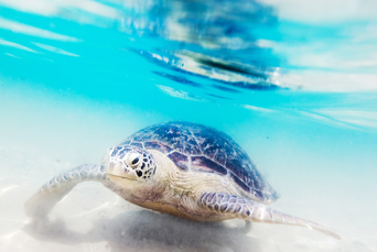 sri lanka - Hikkaduwa_strand_skildpadde_koralrev_01