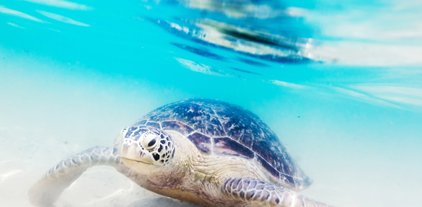 sri lanka - Hikkaduwa_strand_skildpadde_koralrev_01