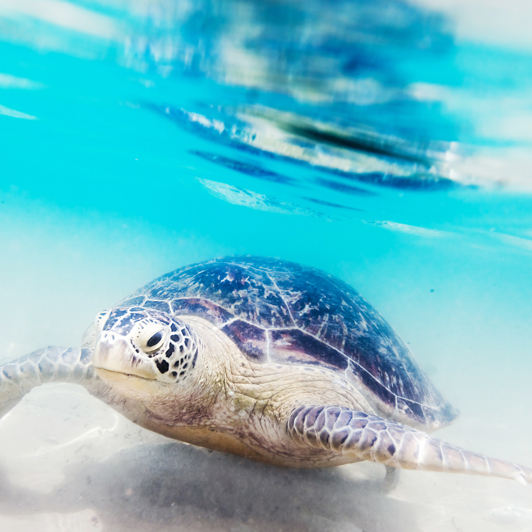 sri lanka - Hikkaduwa_strand_skildpadde_koralrev_01
