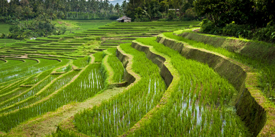 bali - Belimbing_rismark_06