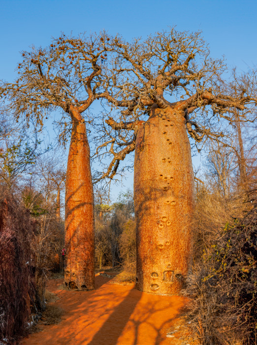 Madagaskar 25