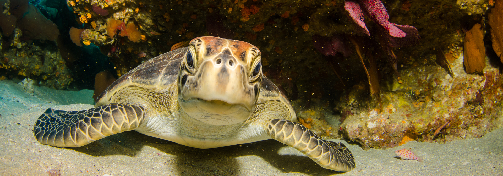 costa rica - samara_havskildpadde_01