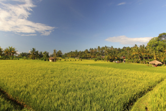 bali - mathis_retrat_rismarker_02