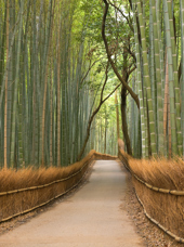 japan - kyoto_arashiyama_bambus skov_03
