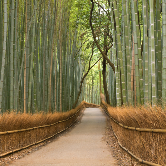 japan - kyoto_arashiyama_bambus skov_03