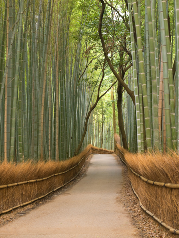 japan - kyoto_arashiyama_bambus skov_03