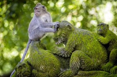 bali - ubud_monkey forrest_08