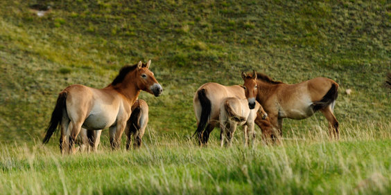 Mongoliet Heste