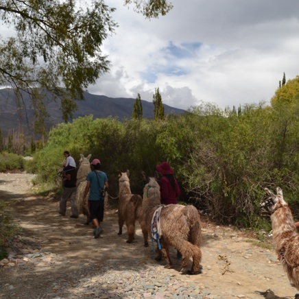 Caravana De Llamas 6