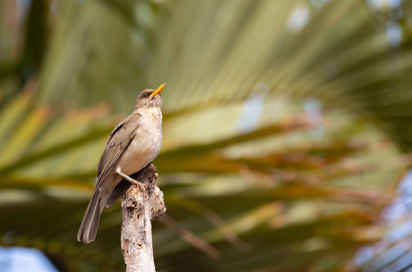 White Breasted Thrush Drosssel Riks (1)