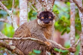 lemur brown_andasibe mantadia national park_02