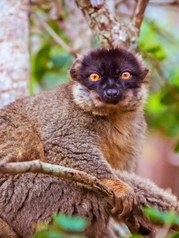 lemur brown_andasibe mantadia national park_02
