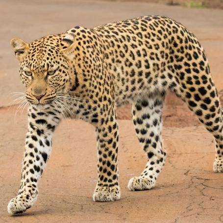 sydafrika - sydafrika_pilanesberg_leopard_01