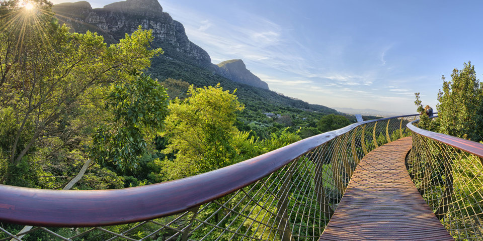 Cape Towv Kirstenbosch Botanical Garden