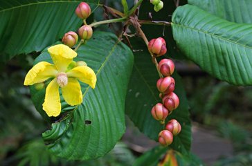mulu national park_orkide_01