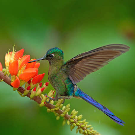 Colombia Tayrona Fugl 02