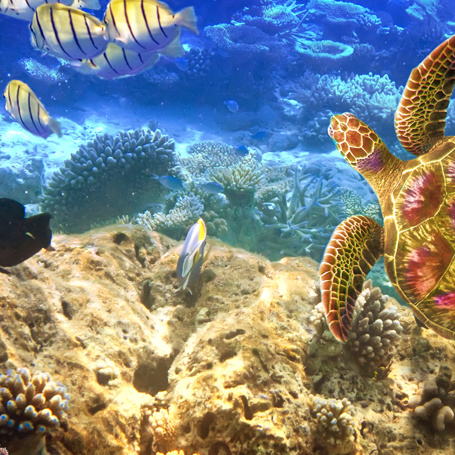 mauritius - mauritius_fisk_01