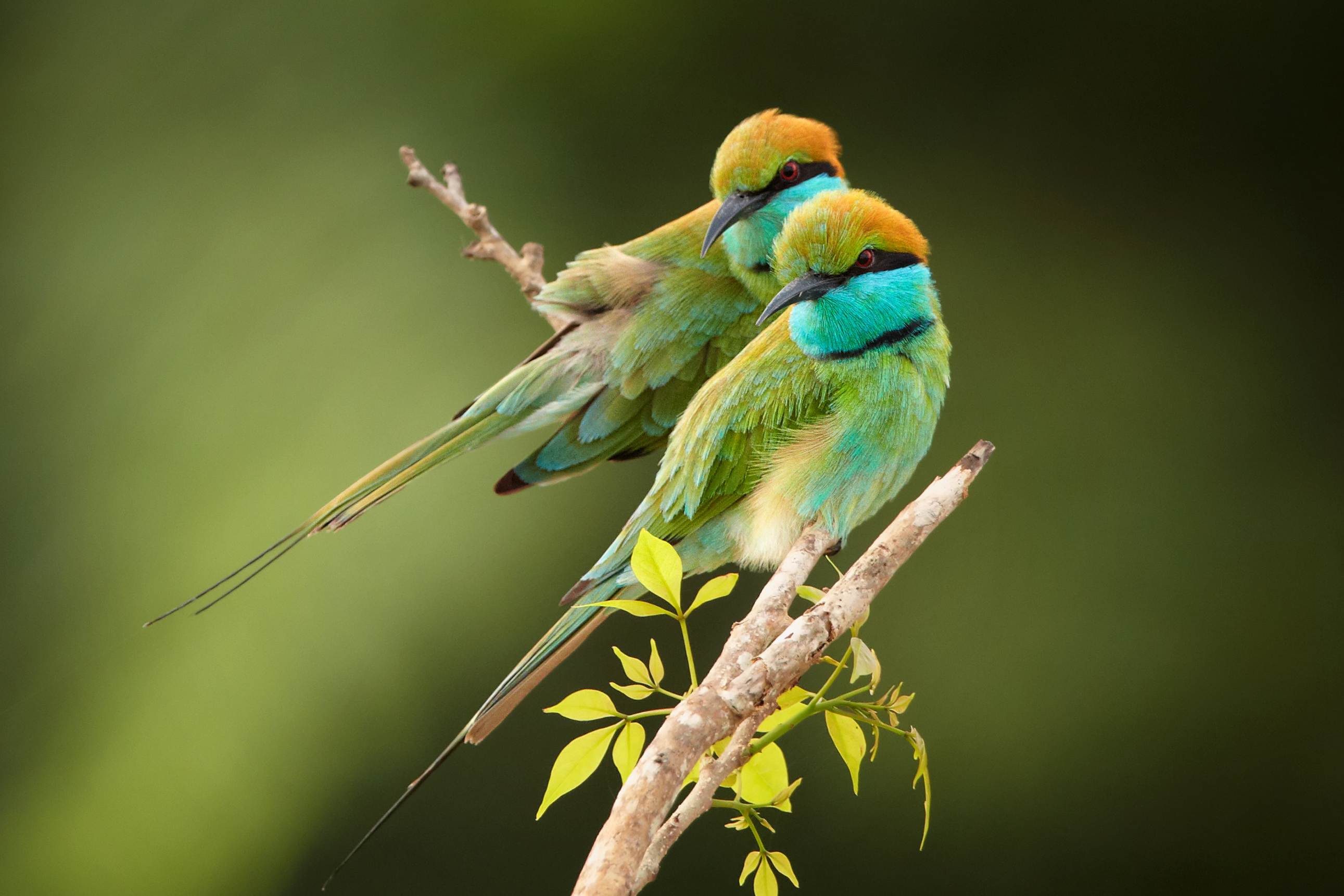 sri lanka - udawalawe_nationalpark_02