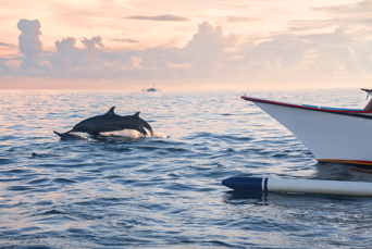bali - lovina_delfin_04